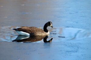 canada goose, wild goose, goose-7782296.jpg