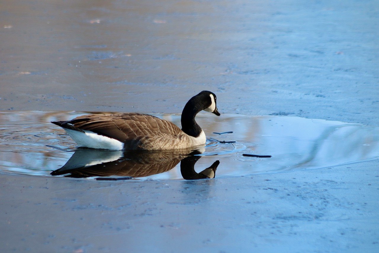 canada goose, wild goose, goose-7782296.jpg