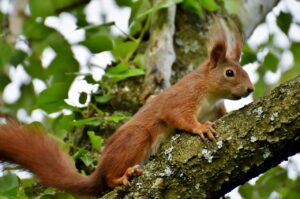 squirrel, rodent, mammal-7780373.jpg